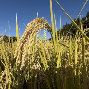 【12月上旬・下旬選択可能お届け 4kg】ササシグレ@栃木・岩手