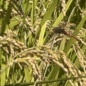 【12月上旬・下旬選択可能お届け 2kg】ササシグレ@栃木・岩手