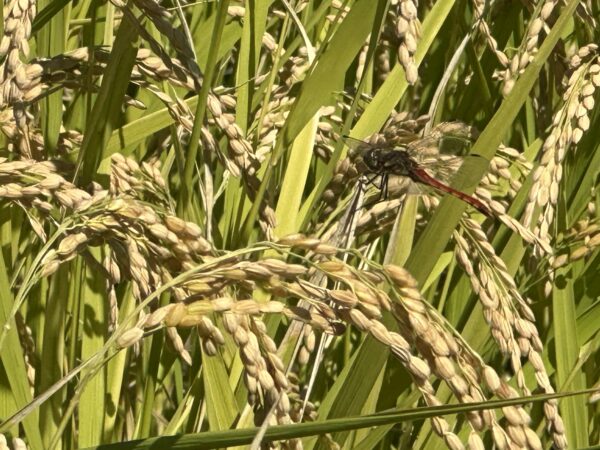 【12月上旬・下旬選択可能お届け 2kg】ササシグレ@栃木・岩手