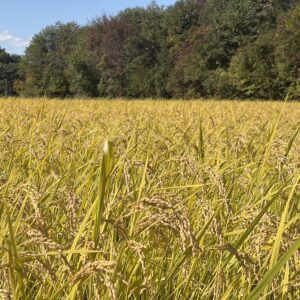 【12月上旬・下旬選択可能お届け 10kg】ササシグレ@栃木・岩手